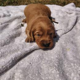Sage-Mint collar (1st pick female) - Dark golden female Golden Retriever puppy in Tenino, Washington from Oak River Goldens'