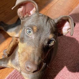 Miniature Pinschers from Marquart Minpins