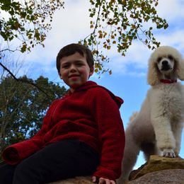 Poodle Puppies from D and D Standard Poodles