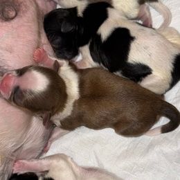 Girl 2 - Liver and white female Shih Tzu puppy in Lakeland, Florida from The Townsend Tzu