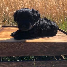 Miniature Schnauzer Puppies from Round Peak Schnauzers