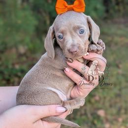 Candy Corn - Fawn (isabella) and tan female Dachshund puppy in Bremen, Georgia from Doodles & Doxies