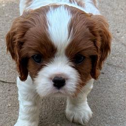 Torch (Light blue ribbon) - Blenheim male Cavalier King Charles Spaniel puppy in Albany, Georgia from Legend Cavaliers
