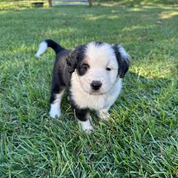 Girl 3 - Black tri-color female Aussiedoodle puppy in Reddick, Florida from Cooper’s Mini Doodles