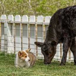 Pembroke Welsh Corgi Puppies from Half Hitch Corgis