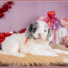 Simba - Merle male Cockapoo puppy in Connersville, Indiana from Deaz Doodle Ranch