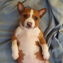 Basenji Puppies from Basenji Puppies