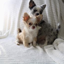 CKC Peanut - Red and white male Chihuahua puppy in Brooklyn, New York from Cuties 4 You