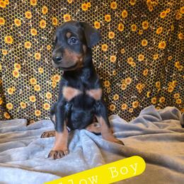 Yellow Boy - Black and rust male Doberman Pinscher puppy in Knox, Indiana from Double River Dobermans