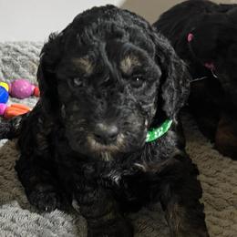 Mint - Phantom male Poodle puppy in Simms, Texas from Donna’s Aussies & Pink Heart Poodles