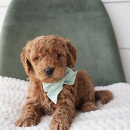 Teddy Boy 3250 free delivery - Apricot male Goldendoodle puppy in Mayfield, Utah from Ruff Country Doodles