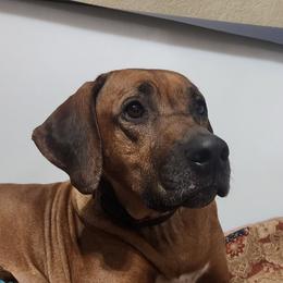 Darby - Rhodesian Ridgeback
