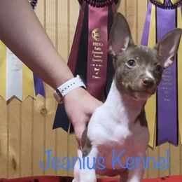 Teddy Roosevelt Terriers from Jeanius Kennel
