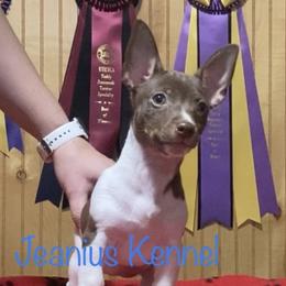 Teddy Roosevelt Terriers from Jeanius Kennel