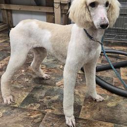 Temperance - Poodle