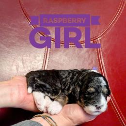 Raspberry - Tri-color female Bernedoodle puppy in Cambridge, Minnesota from Country Meadow Doodles