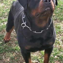 CHAKO - Rottweiler