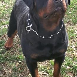 CHAKO - Rottweiler