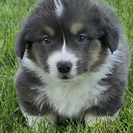 SLY-FLUFFY - Gray and white male American Corgi puppy in Walker, Iowa from Double K Corgis