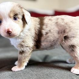 Oscar (ASDR and AKC) - Red merle male Miniature Australian Shepherd puppy in Stockton, Missouri from Kizmit Farmz