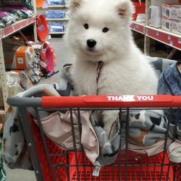 Samoyed Puppies from Limelight Samoyeds