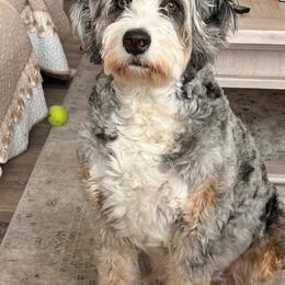 Maggie - Bernedoodle