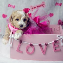 Cinderella (Pink Collar) girl - Apricot female Goldendoodle puppy in Corona, California from Fluffy Puppy Mini Doodles LLC