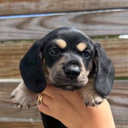 Jeremiah - Black and cream male Dachshund puppy in Rockwell, North Carolina from Lucy’s Mini Doxies