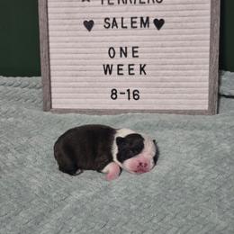 Salem - Black and white male Boston Terrier puppy in Beaverdam, Virginia from Howell Terriers