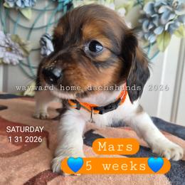 Mars - Piebald male Dachshund puppy in Harrodsburg, Kentucky from Wayward Home Dachshunds