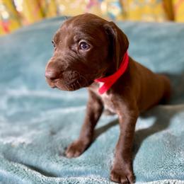 Red collar boy - Liver male German Shorthaired Pointer puppy in Aberdeen, Idaho from Idaho GSP