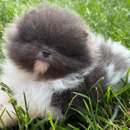 Mudbud - Blue parti male Pomeranian puppy in Newark, Ohio from Keeperofstars Pomeranians