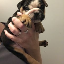 Bulldog, French Bulldog, and Pug Puppies from Royal destiny kennels