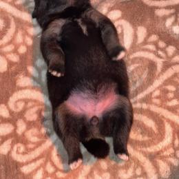 Pomeranian Puppies from Cascade Pomeranians