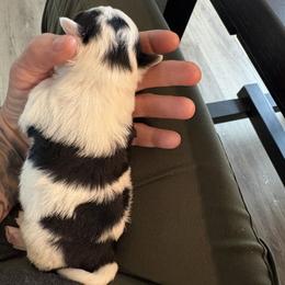 Cal - Black and white male Chihuahua puppy in Louisa, Virginia from Keljim's Chihuahuas