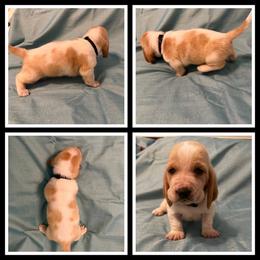 Black collar Male - Red and white male Basset Hound puppy in Columbia, South Carolina from Pawmetto Hounds