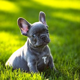 JetLag - Blue male French Bulldog puppy in Santa Ana, California from Keep It Kennels