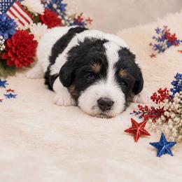 Glory - Tri-color female Bernedoodle puppy in Spartanburg, South Carolina from Southern Magnolia Bernedoodles