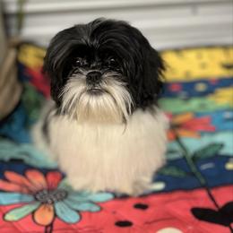 AKC Willow - Black and white female Shih Tzu puppy in Elgin, South Carolina from Silver Bells Paw Prints