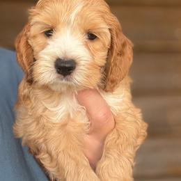 Gabriel - Red and white male Cockapoo puppy in Holton, Indiana from MoonShine Babies