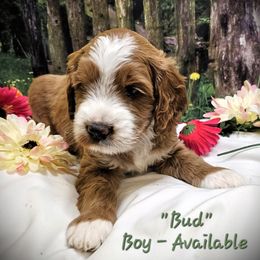 Blue (Bud) - Caramel red Labradoodle puppy in Greenville, North Carolina from Tyson's Farm Doodles