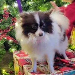 Pomeranians from GP Poms