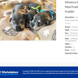 Miniature Schnauzer Puppies from MoonShadows Miniature Schnauzers