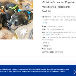 Miniature Schnauzer Puppies from MoonShadows Miniature Schnauzers
