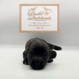 Cotton AKC SILKY WIRE - Black female Dachshund puppy in Alto, Texas from Double W Doxies