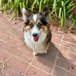 Mia - Pembroke Welsh Corgi