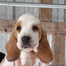 Orange collar - Red and white female Basset Hound puppy in Kenansville, Florida from Fancy Hounds