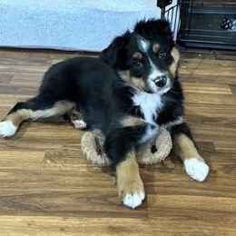 Miniature Australian Shepherd Puppies from Bear River Ranch LLC