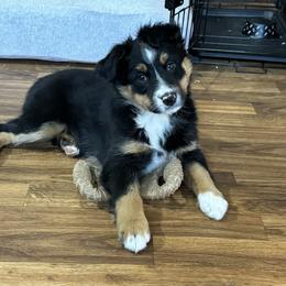 Miniature Australian Shepherd Puppies from Bear River Ranch LLC