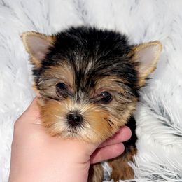 Yorkshire Terrier Puppies from ✨The Royal Yorkie Den✨